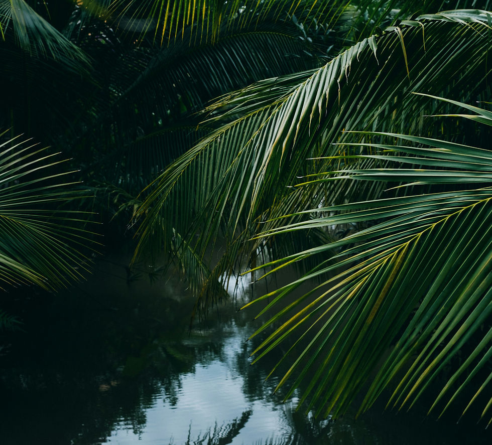 miikka-luotio-OMYkYhNv2D8-unsplash_edited.jpg