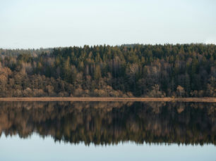 Lake Conroe Trees