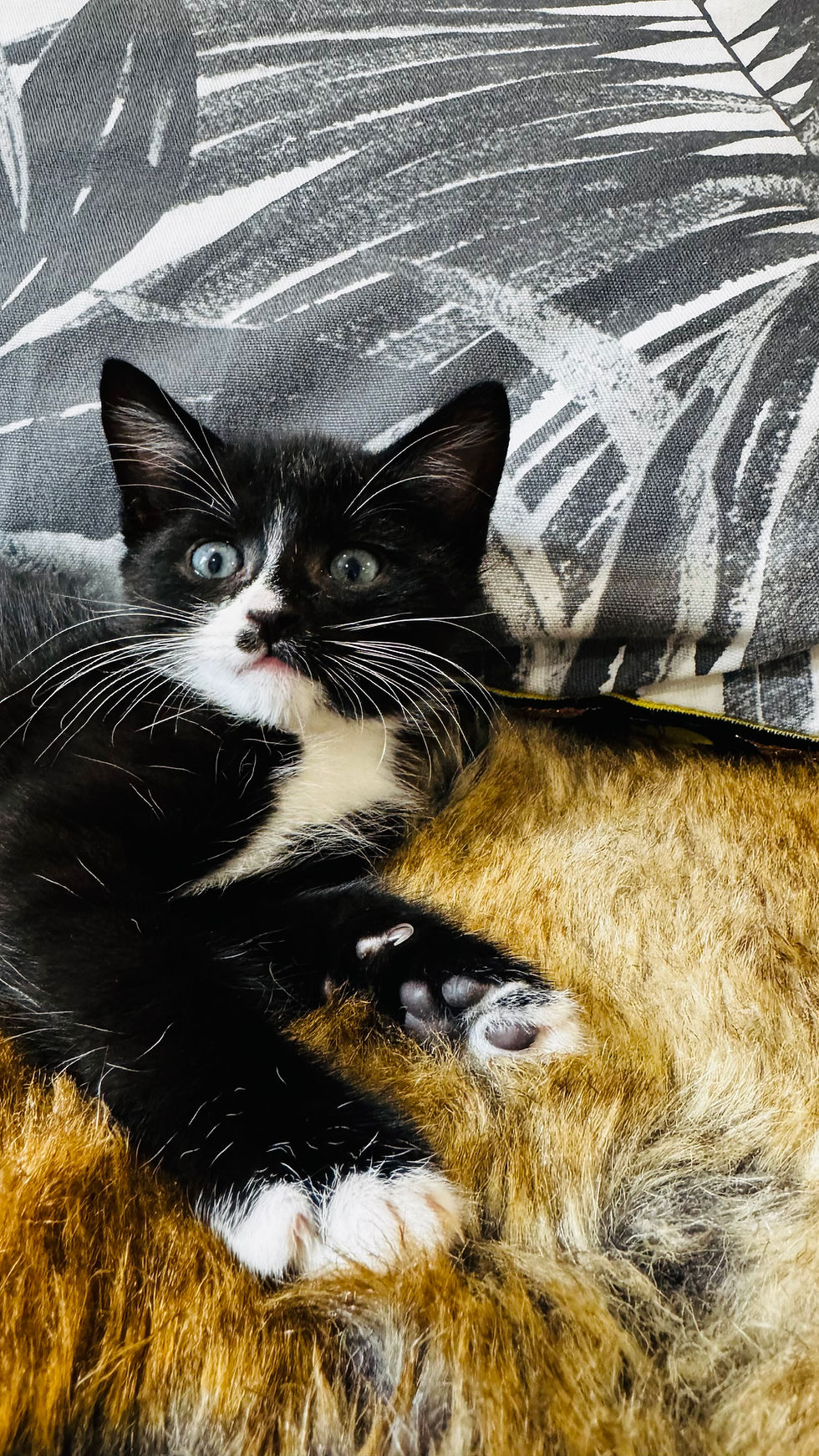 Thumbnail: Meet Ketchup 😻