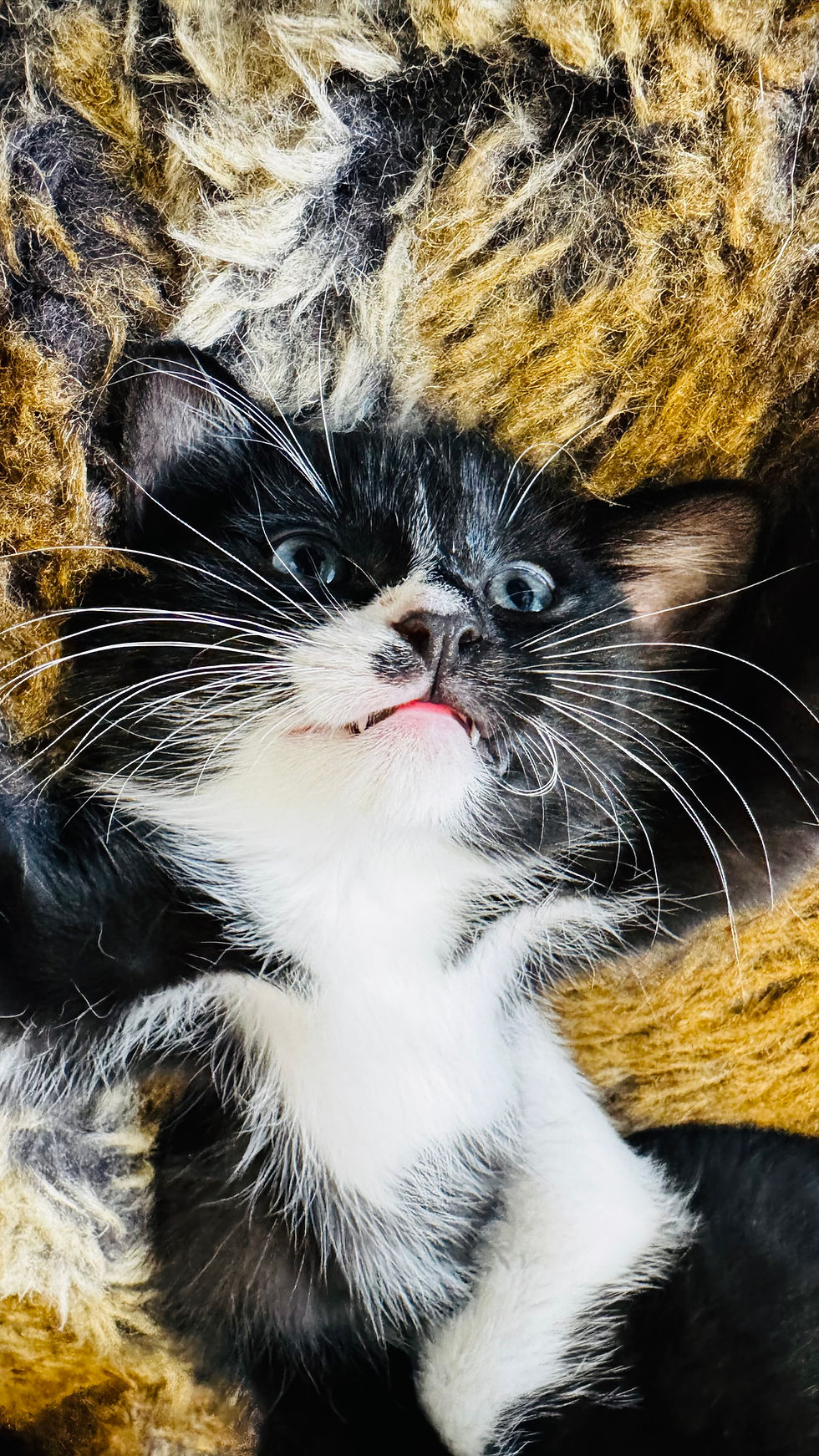 Thumbnail: Meet Ketchup 😻