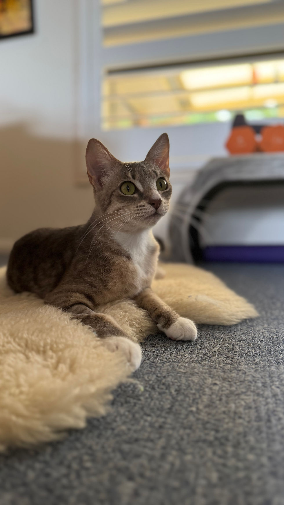 Thumbnail: Kimberley 🧡 The Outback  Litter Mum