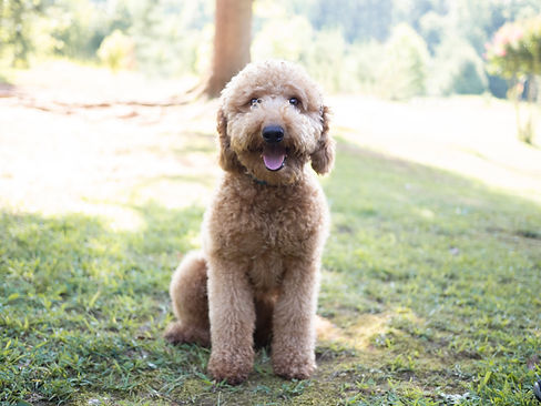 paddington the goldendoodle puppy