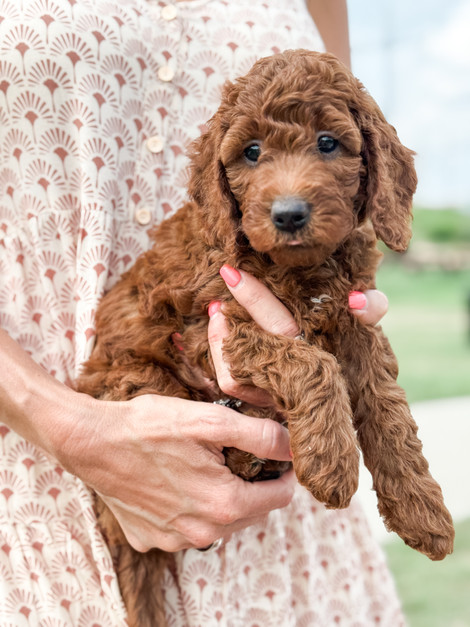 Close-up of a brown curly-haired puppy being held outdoors by a woman in a patterned dress.
