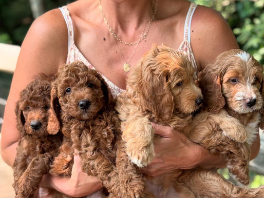 Woman smiling while holding four fluffy brown puppies, with a lush green background creating a joyful, serene atmosphere.
