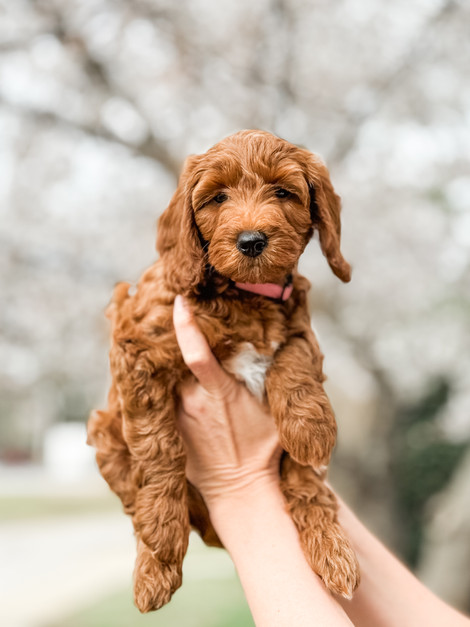 closeup of new born goldendoodle