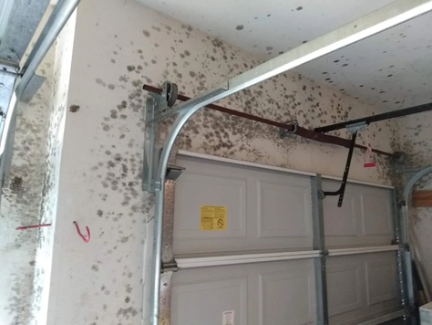 What to Do If You Have Mold in Your House