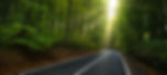 winding road surrounded by gtrees
