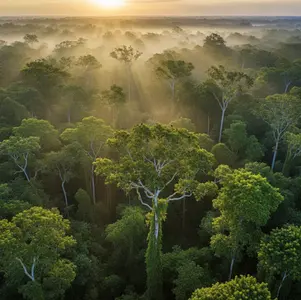 guide-chant-oiseaux-amazonie-2026.webp