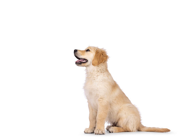 Golden Retriever puppy