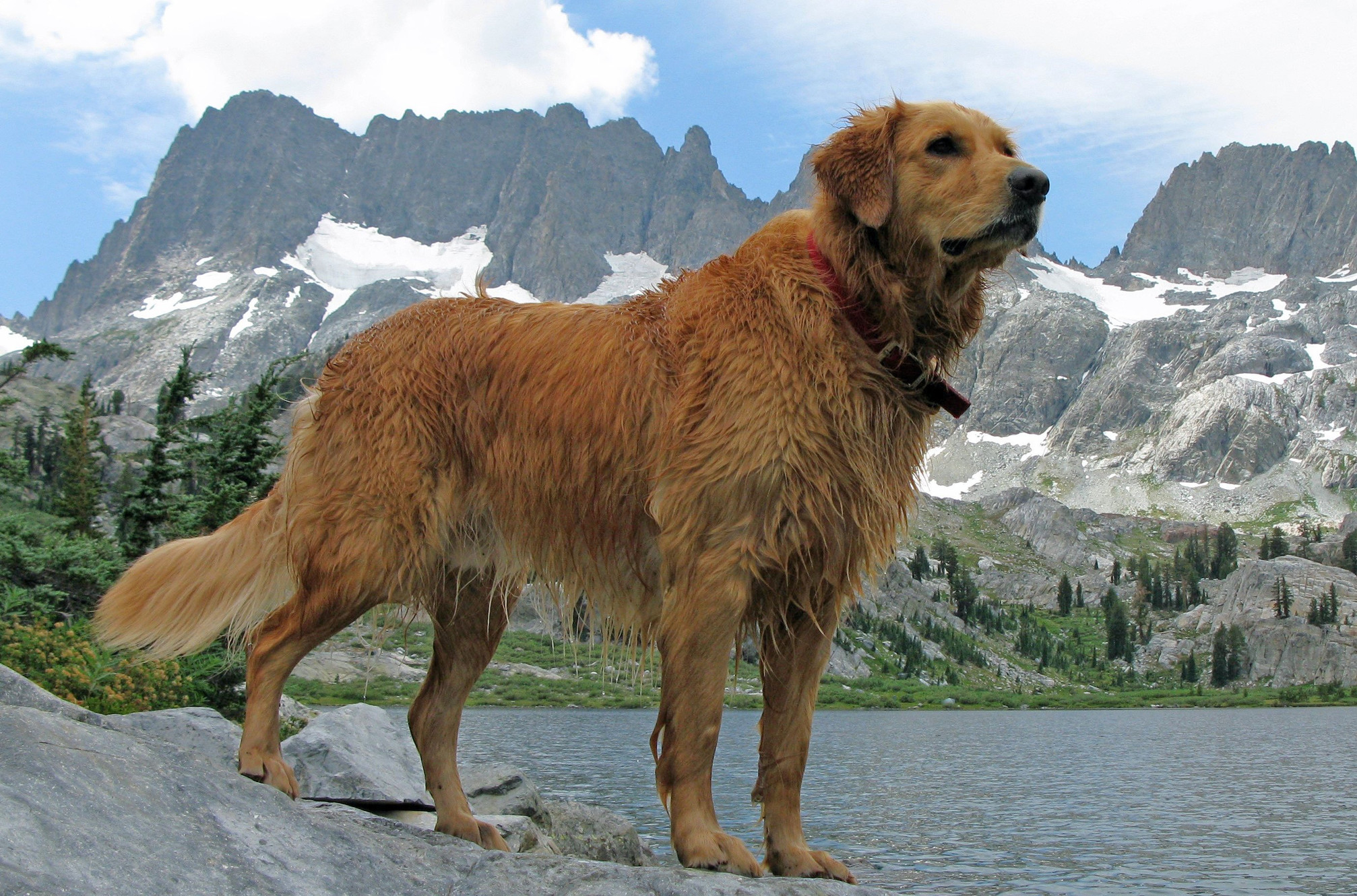 Is it safe to neuter my 8-month-old male golden retriever puppy?