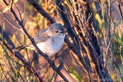 Slaty-backed Thornbill