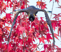 Yellow-tailed Black Cockatoo