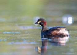 Australasian Grebe