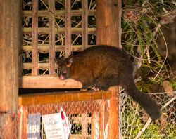 Brush-tailed Possum