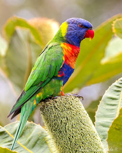 Rainbow Lorikeet