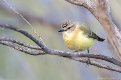 Yellow-rumped Thornbill