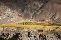 Queenstown vineyard