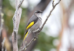 Crescent Honeyeater