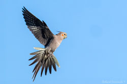 Cockatiel