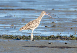 Eastern curlew