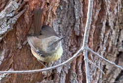 Tasmanian Scrubwren