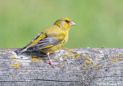 European Greenfinch