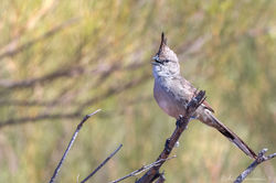 Chiming Wedgebill