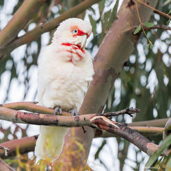 Long-billed Corella