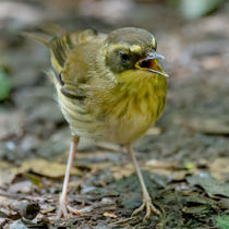 Yellow throated scrubwren DSC03424-ARW_DxO_DeepPRIME-Edit.jpg