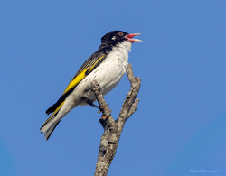 Painted Honeyeater
