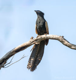 Pheasant Coucal