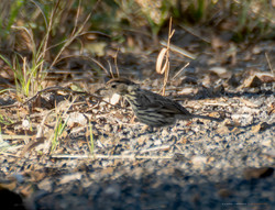 Speckled warbler