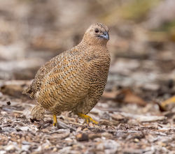 Brown Quail