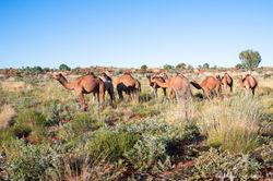 Wild Camels