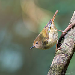 Large-billed Scrubwren