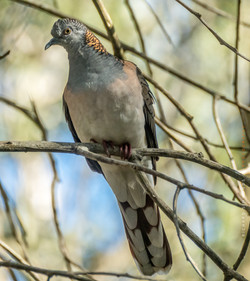 Bar shouldered dove