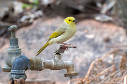 White-plumed Honeyeater