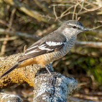 Varied triller DSC00013-ARW_DxO_DeepPRIME-Edit.jpg