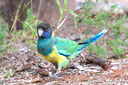 Australian Ringneck