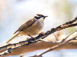 Strong-billed Honeyeater