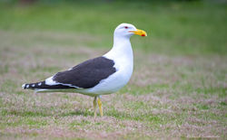 Kelp Gull