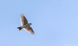 Eurasian Skylark
