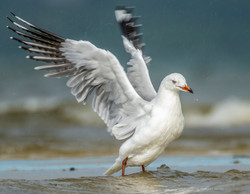 Silver gull