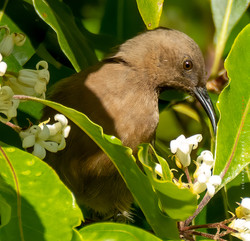 Dusky honeyeater