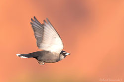 Black-faced Woodswallow