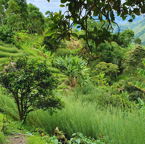 Cultivating a greener future, one crop at a time.
