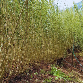That's the foundation of our bioeconomy.