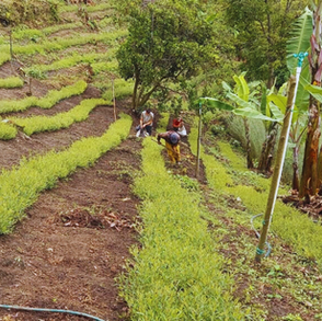 Harvesting responsibly for a better tomorrow.