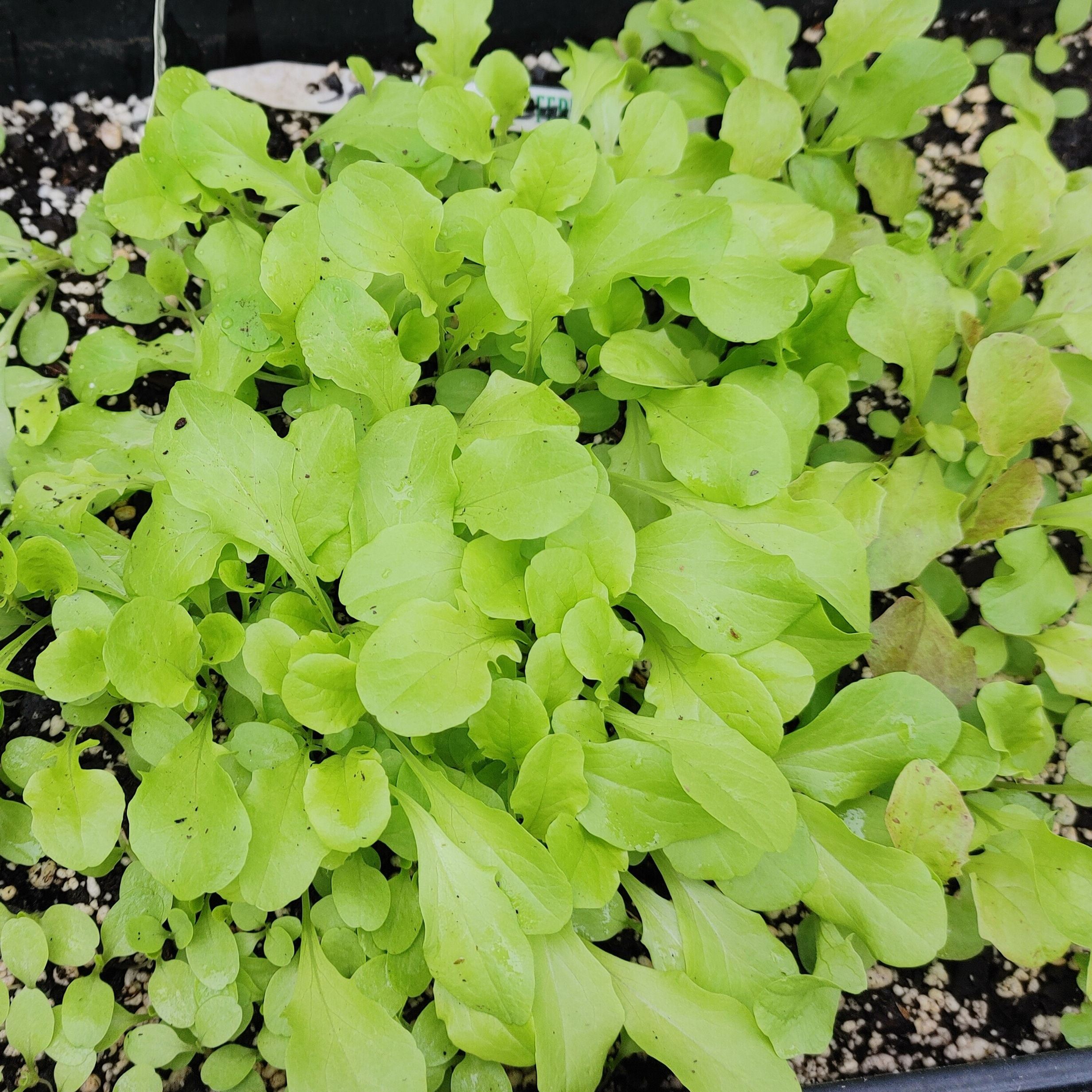 Leafy greens
