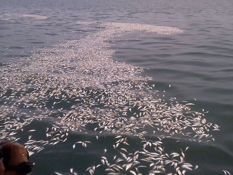 Capa rosada
El río se cubrió de peces